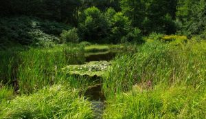 Michał Aksamit krajobraz Raj dla owadów, Paradise for insects